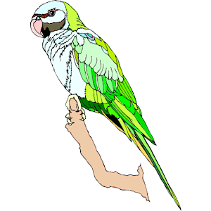 Parakeet - Mustached