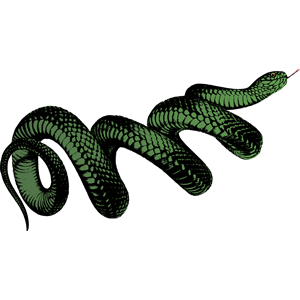 Coiled Snake - Colour