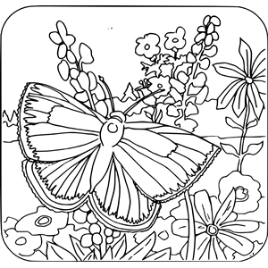 Coloring Book - Butterfly