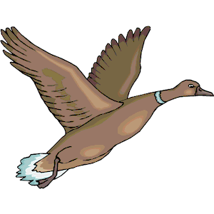 Duck 49