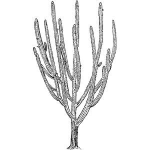 Tree cactus