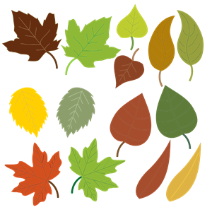Variety Of Leaves