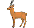 Antelope 30
