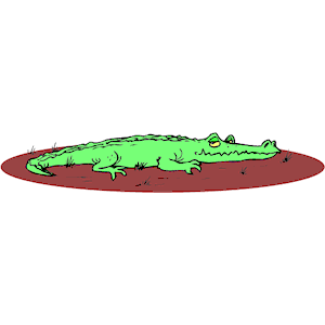 Alligator 06
