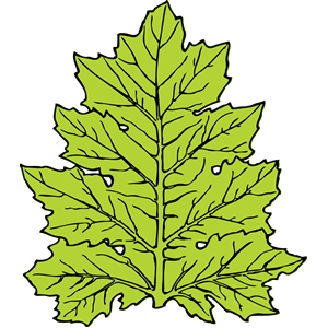 Acanthus Leaf