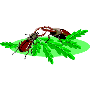 Beetles Fighting