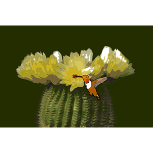 Cactus-hummingbird