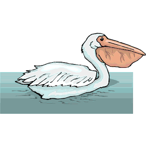 Pelican 18