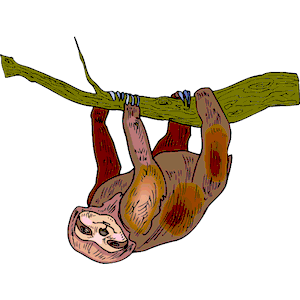 Sloth 7