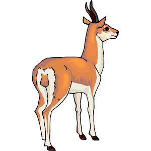Antelope 17
