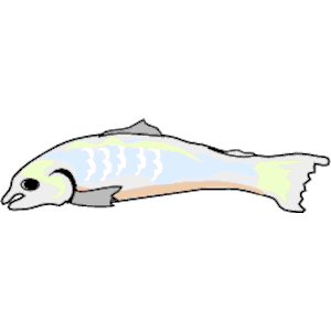 Fish 04