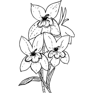 Calico flower