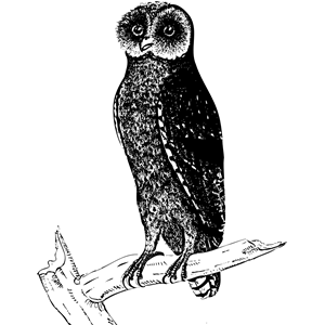 Bay owl (black)