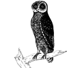 Bay owl (black)