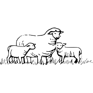 Sheep in Field