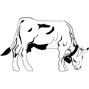 Cow 07