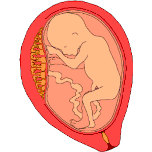 Fetus 1