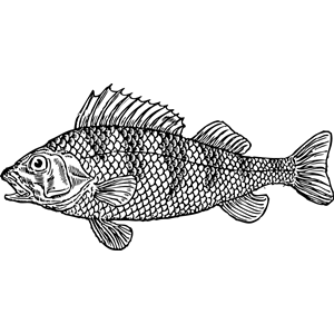 scaly fish