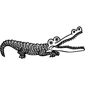 Alligator 11