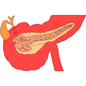 Internal Organs