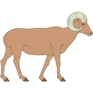 Sheep - Bighorn 1