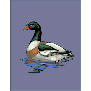 Duck 32