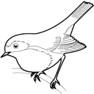 Sparrow 05