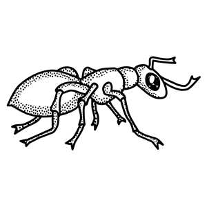 ant - lineart