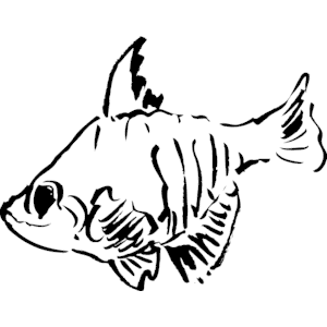 Fish 008