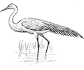 egret 1