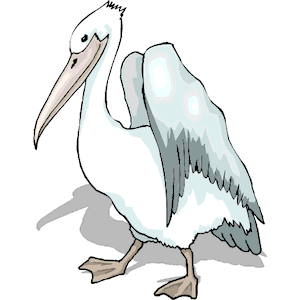 Pelican 22