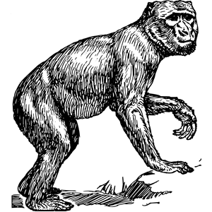 Barbary ape