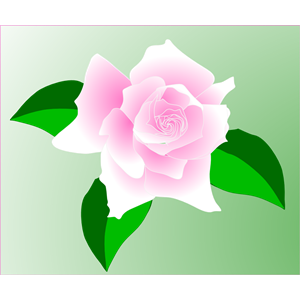 pink rose tess brady 01