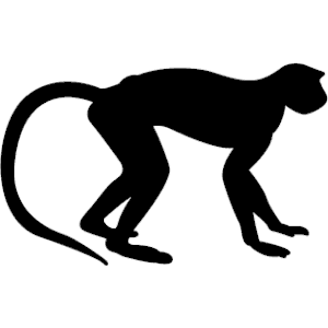 Monkey 002