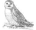Owl 5