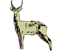 Antelope 10