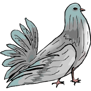 Pigeon 07