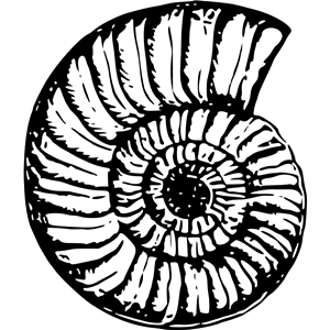 Sea shell 15