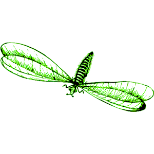 Flying Insect 19