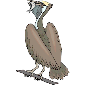 Pelican 19