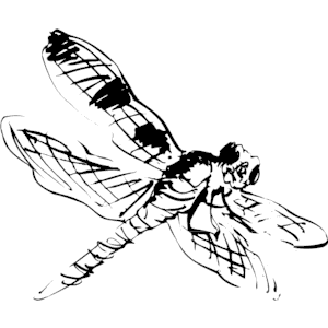 Dragonfly 03