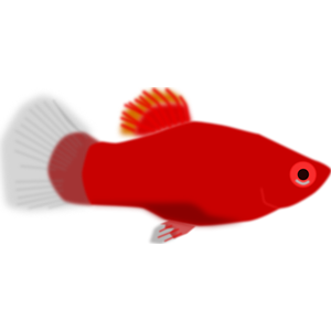 Aquarium fish - Xiphophorus maculatus