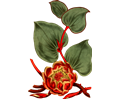 Heart-leaved protea