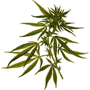 Cannabis (low resolution)