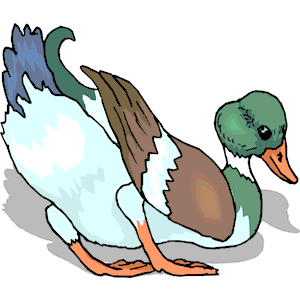 Duck 71
