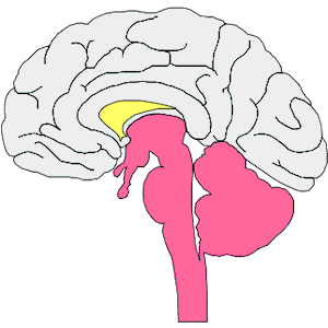 Brain - Cross Section 1
