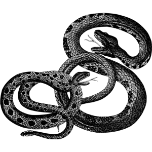 Vintage Snakes