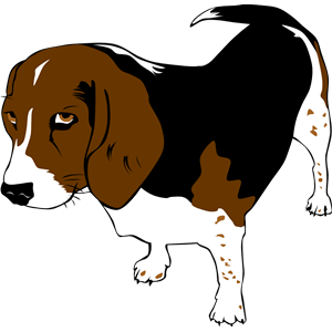 Copper the Beagle
