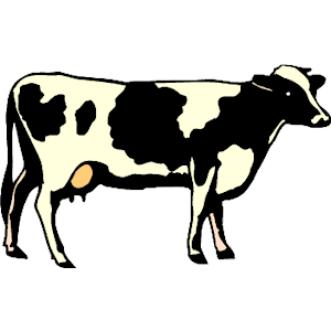 Cow 23