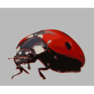 Ladybird-beetle